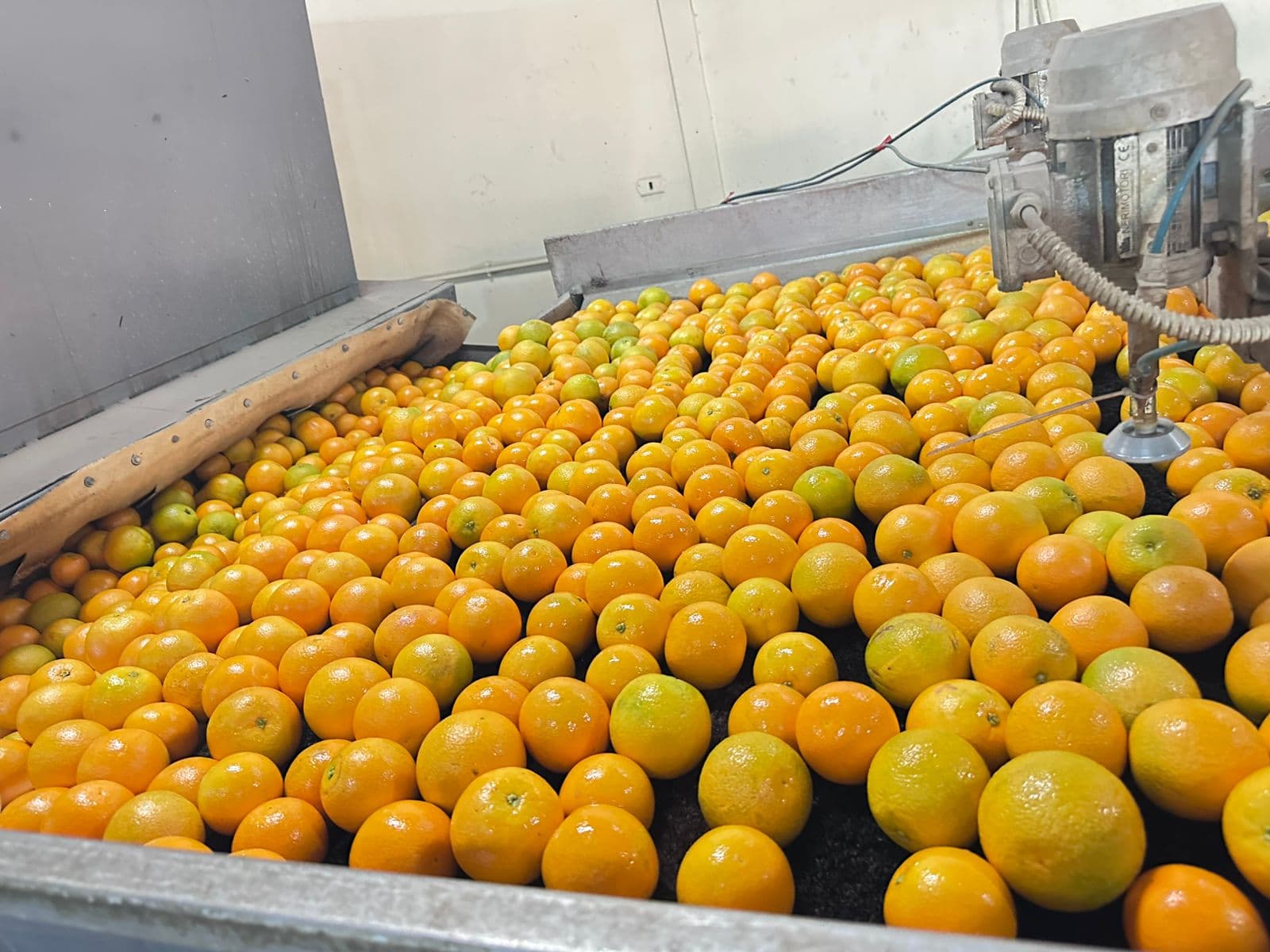 Citrus
