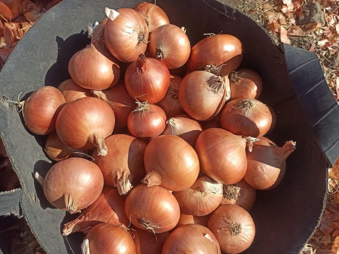 Onions